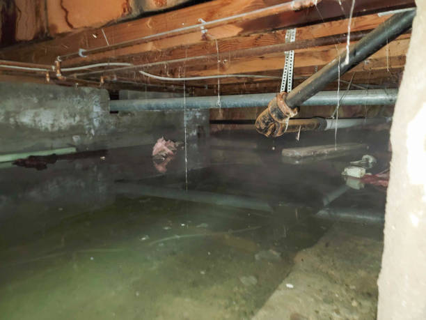 Best Water damage cleanup near me  in Frontenac, MO